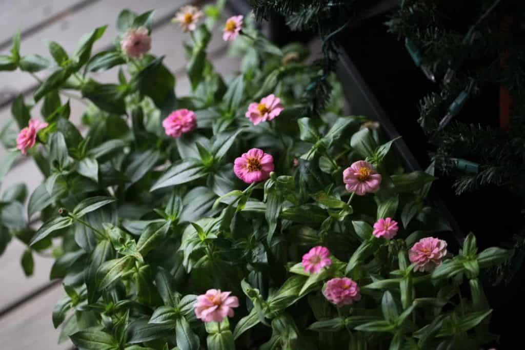 a tray of green zinnia seedlings with pink flowers, showing how to grow zinnias from seed