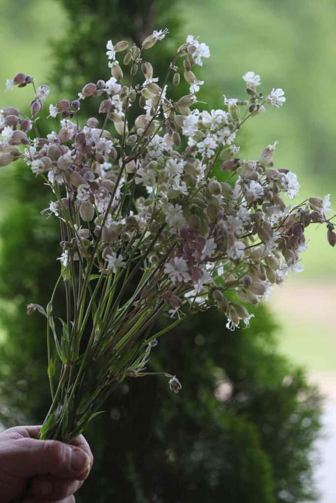 a hand holding up a bouquet of Silene Blushing Lanterns- Silene Vulgaris in front of a blurred evergreen tree