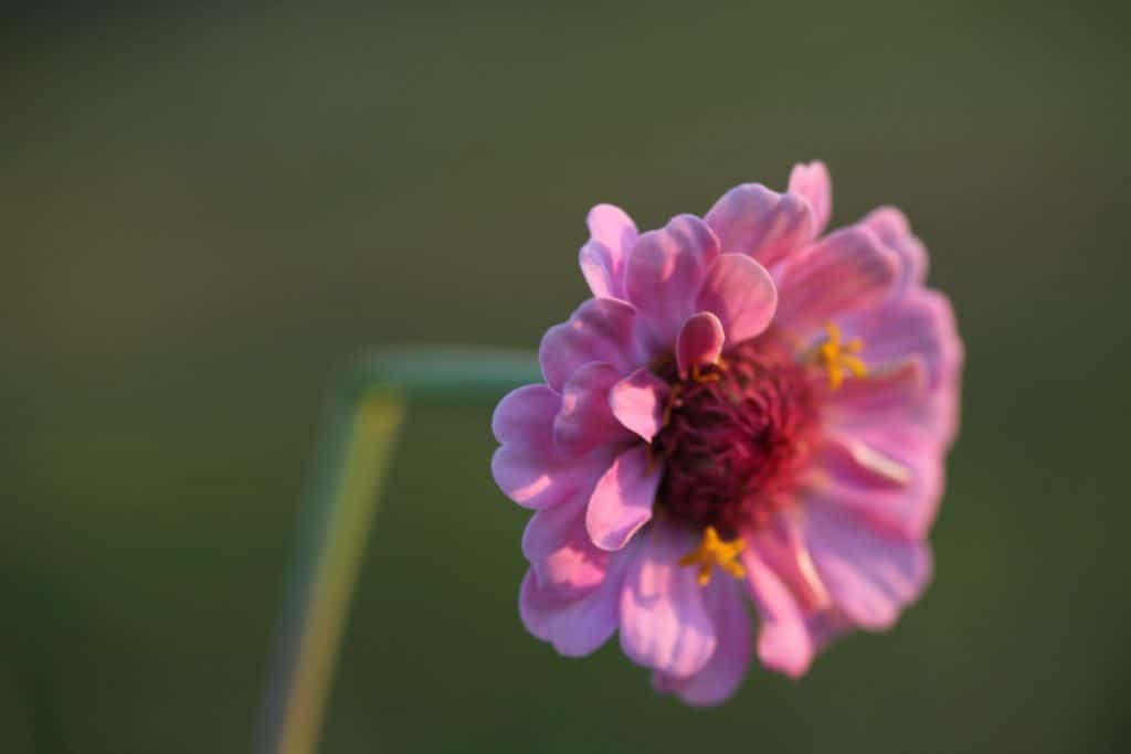 a broken stem of a pink flower