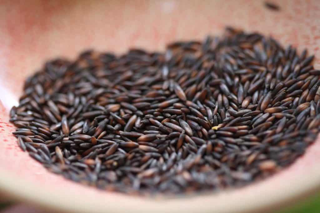 a closeup of statice seeds