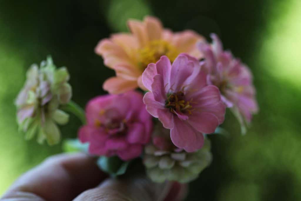 a small posey of pink and orange zinnias against a blurred green background