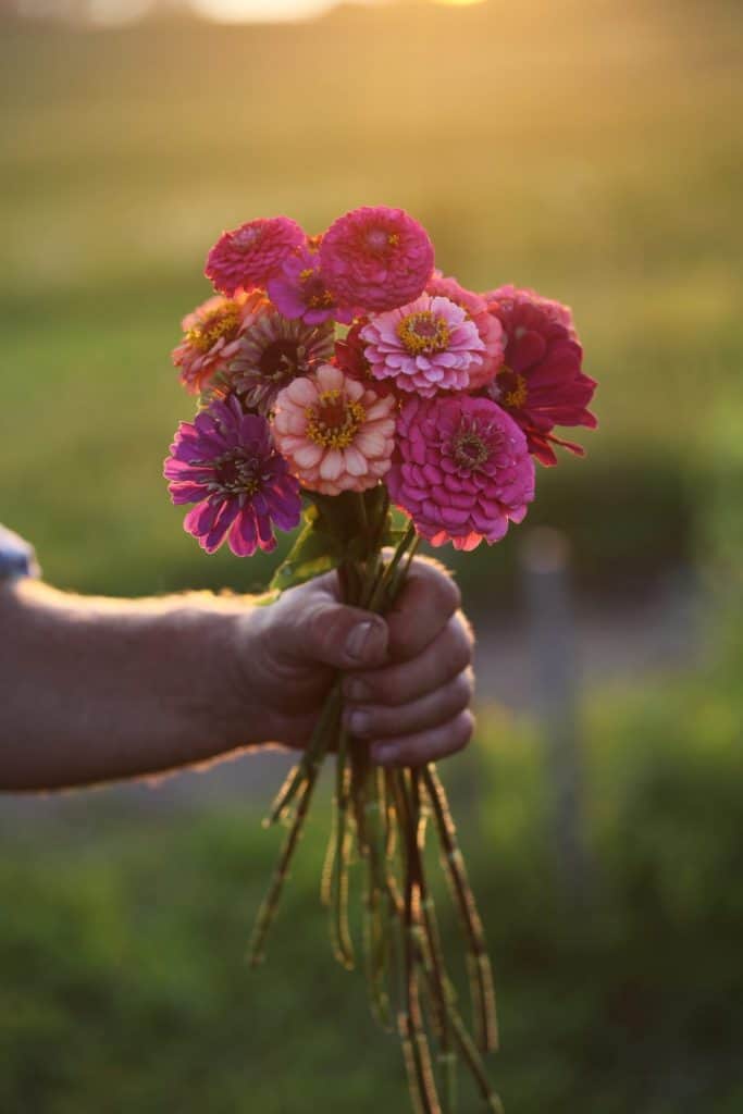 a hand holding a bouquet of colourful zinnia flowers against a blurred green background