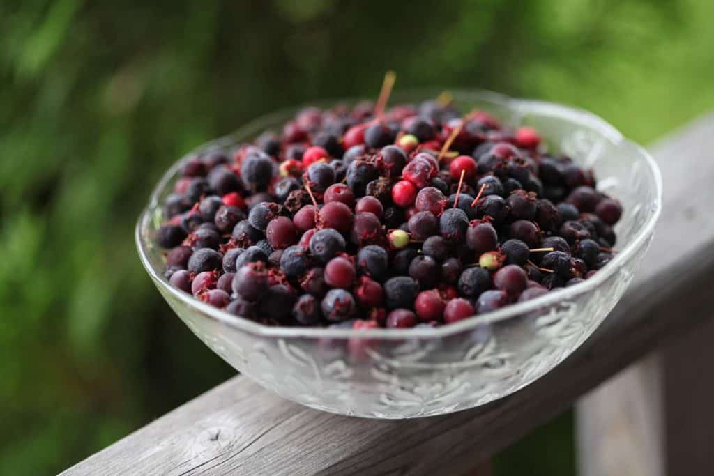 bowl of serviceberries with many different stages of ripeness, from small green unripe berries, to maroon almost ripe berries, to darker blue ripe berries