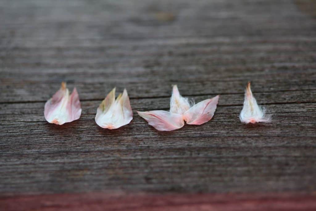 globe amaranth seeds on a grey wooden board