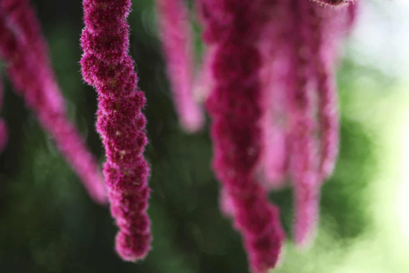 love lies bleeding tassels dangling