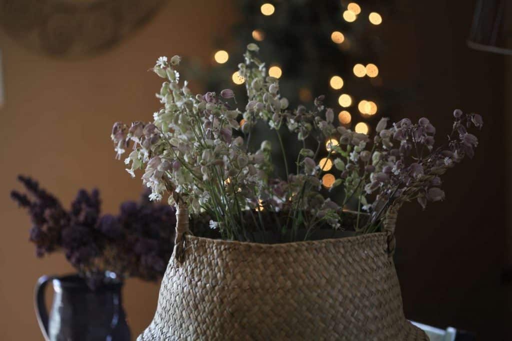 drying silene blushing lanterns