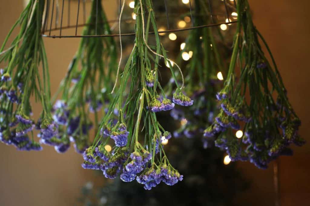 bouquets of purple statice hung upside down and suspended from a wire basket with twine