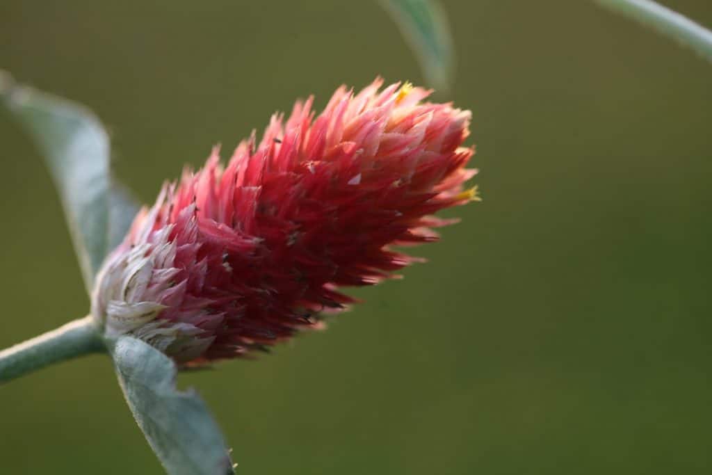 orange flower against a blurred green background