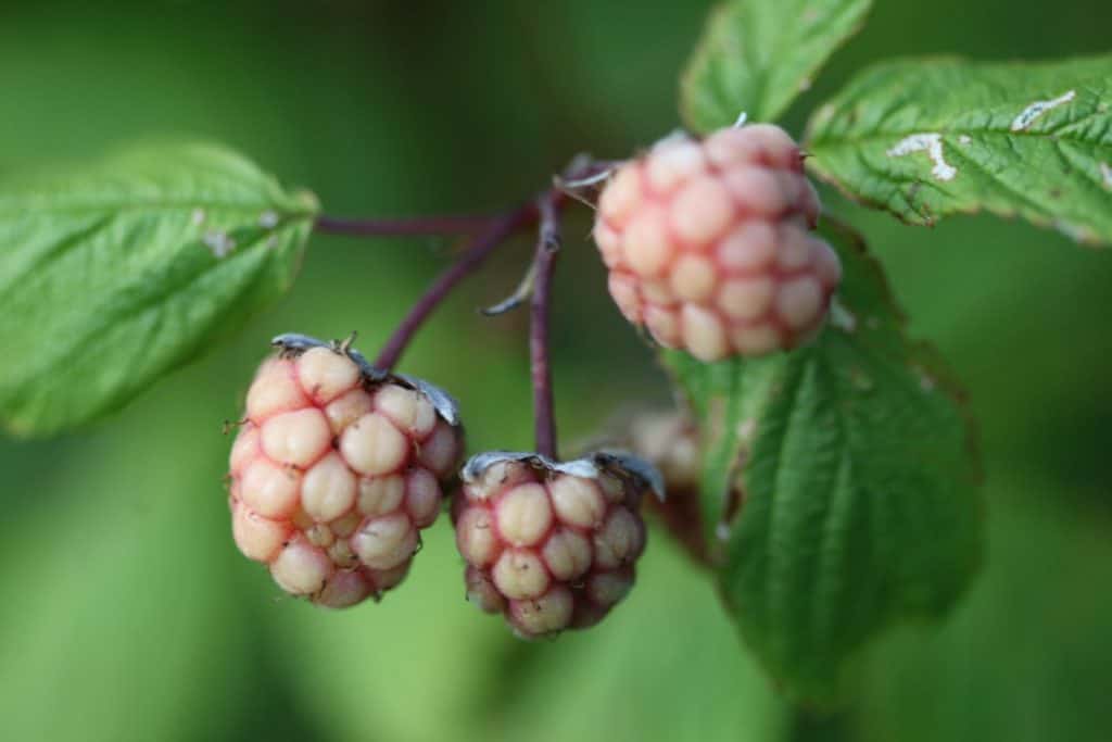 unripe raspberries growing on stems against a blurred green background