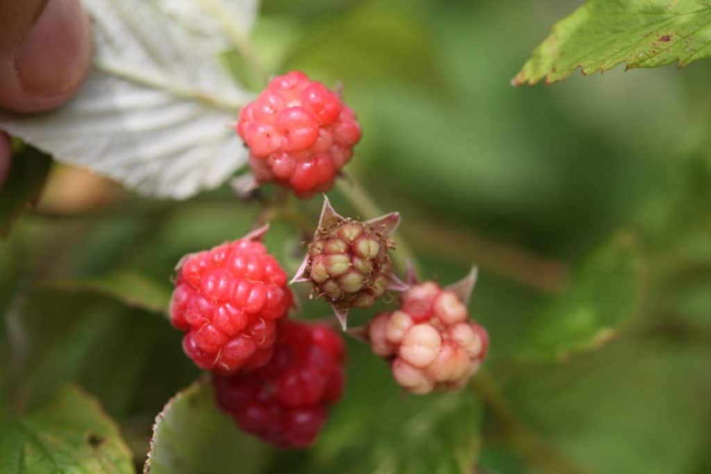 ever bearing raspberries in different stages of ripeness