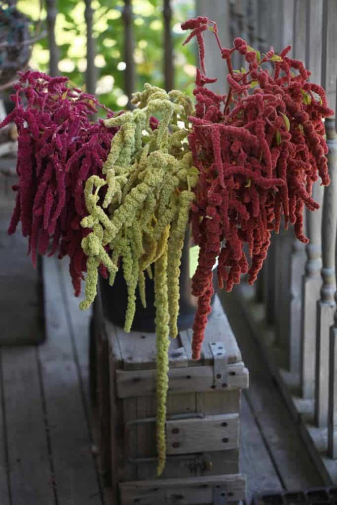 freshly harvested Amaranthus caudatus in a vase on a grey wooden crate