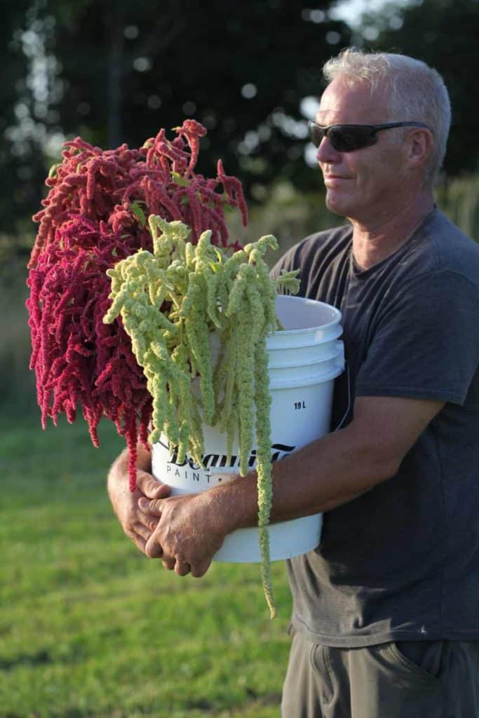 a man holding a bucket full of freshly harvested Love Lies Bleeding