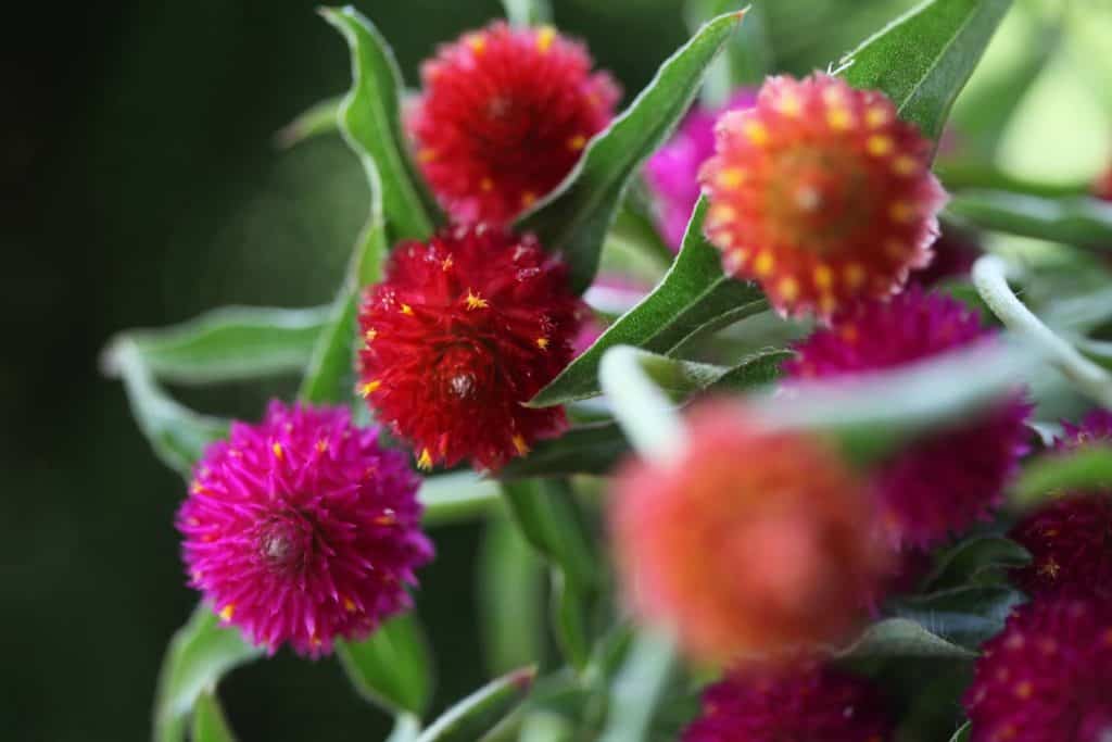 round pink and red flowers with green leaves