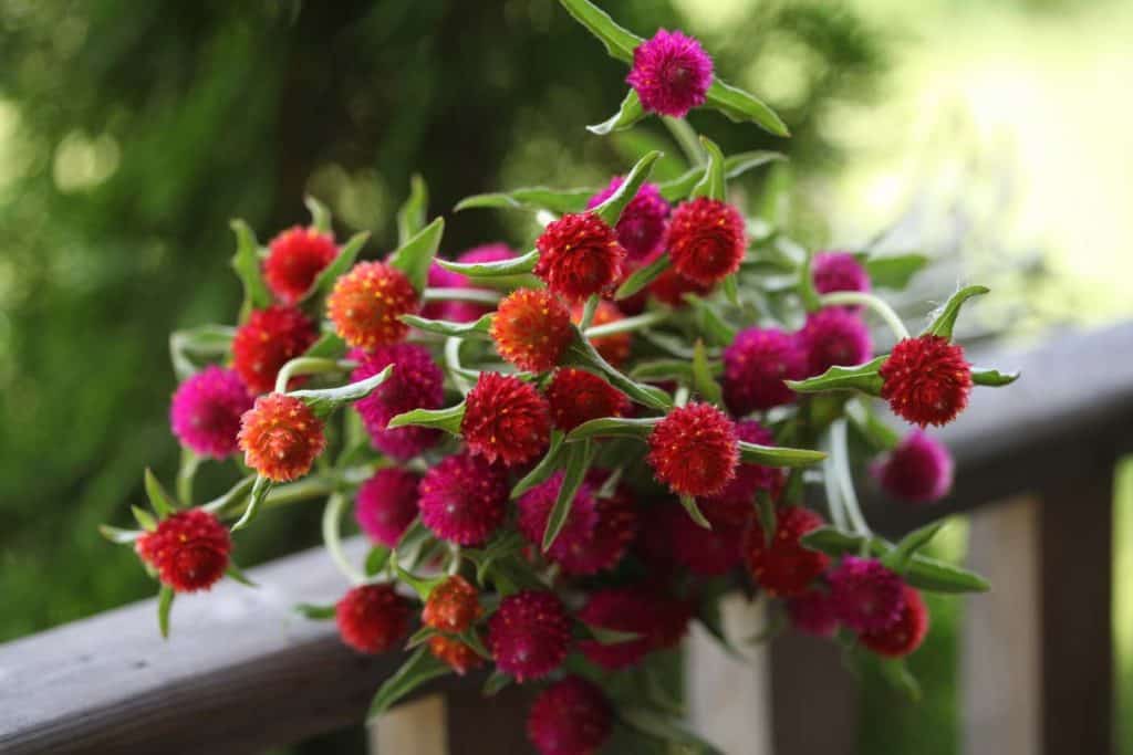 orange and pink globe amaranth blooms on a wooden railing against a blurred green background