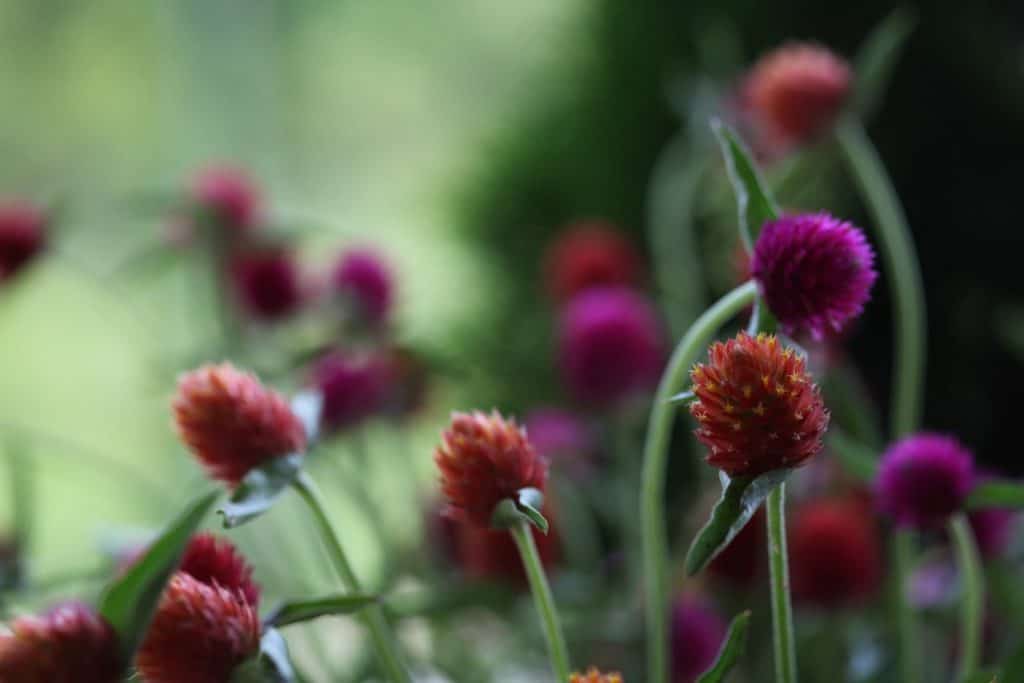 orange and purple round blooms