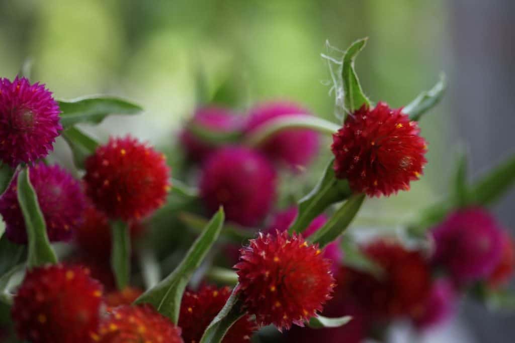 round red and purple flowers against a blurred green background