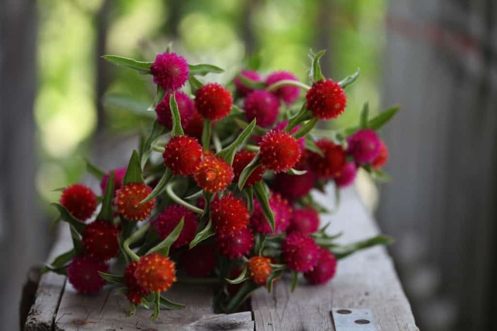 pink and orange Gomphrena on a grey wooden crate