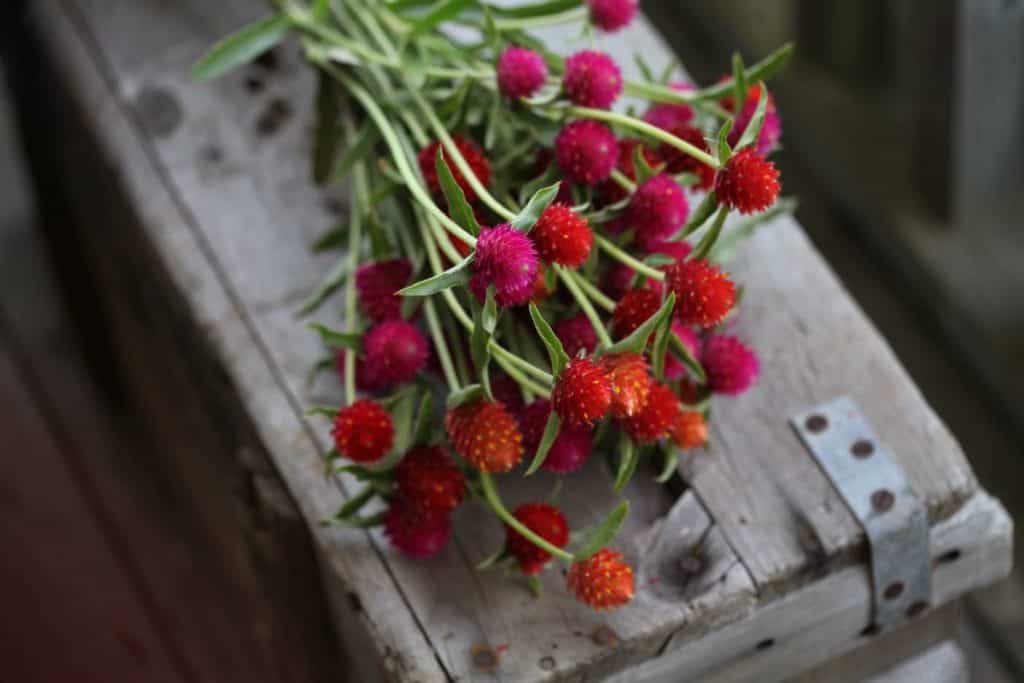 colourful red and pink blooms on a grey weathered wood crate