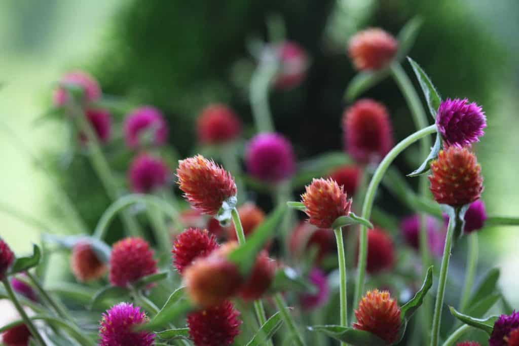 orange and pink globe amaranth