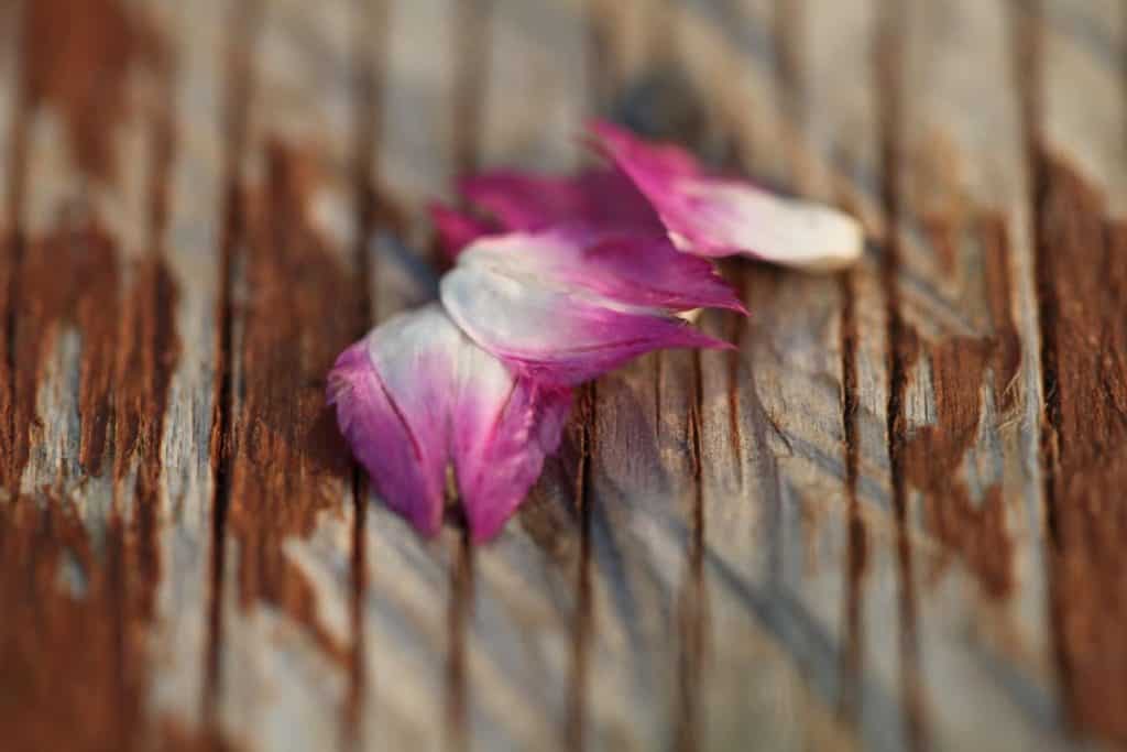 pink and white globe amaranth seeds in bracts on old weathered wood