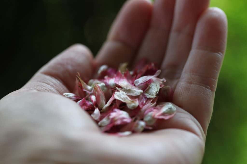 a hand holding pink and white bracts containing globe amaranth seeds