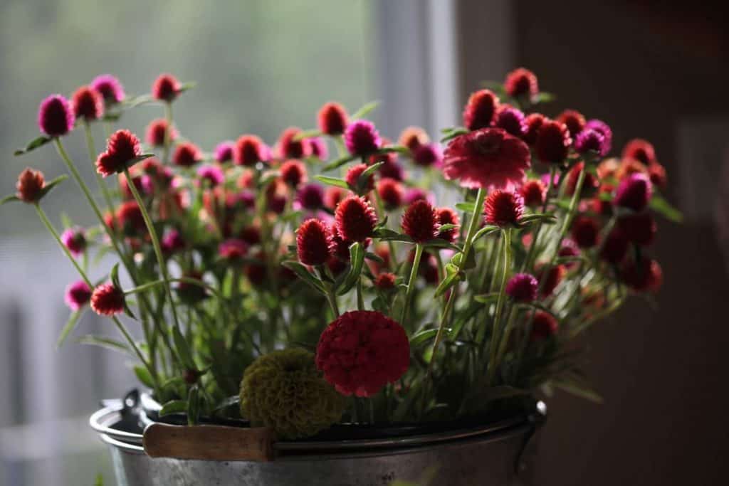 a bucket of globe amaranth lit up by the sun