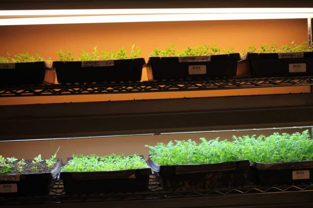 seedlings under grow lights