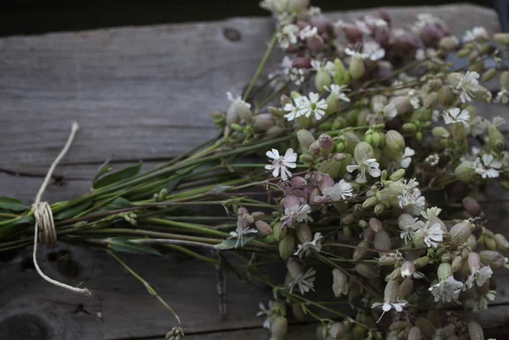 silene vulgaris flowers bunched in a bouquet, sitting on a grey box