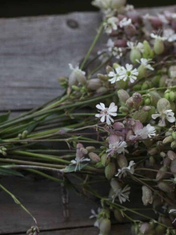 a bouquet of silene blushing lantern flowers