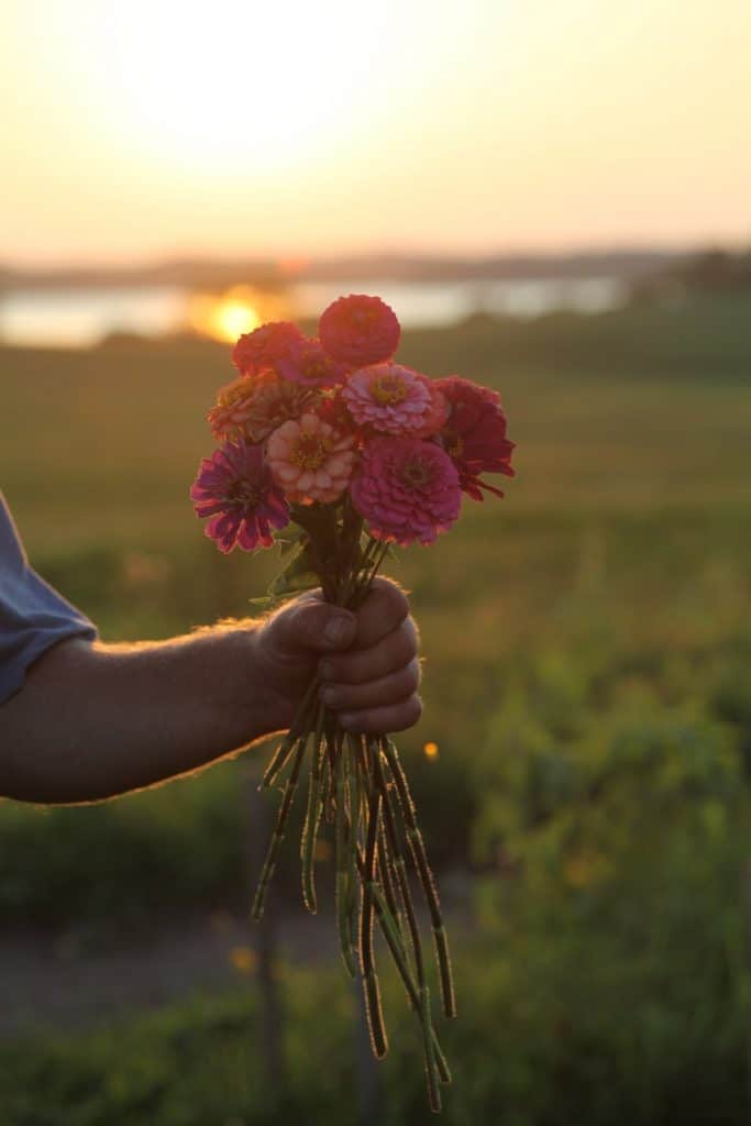 a hand holding a bouquet of colourful zinnias in front of a sunset reflected on the water and the field