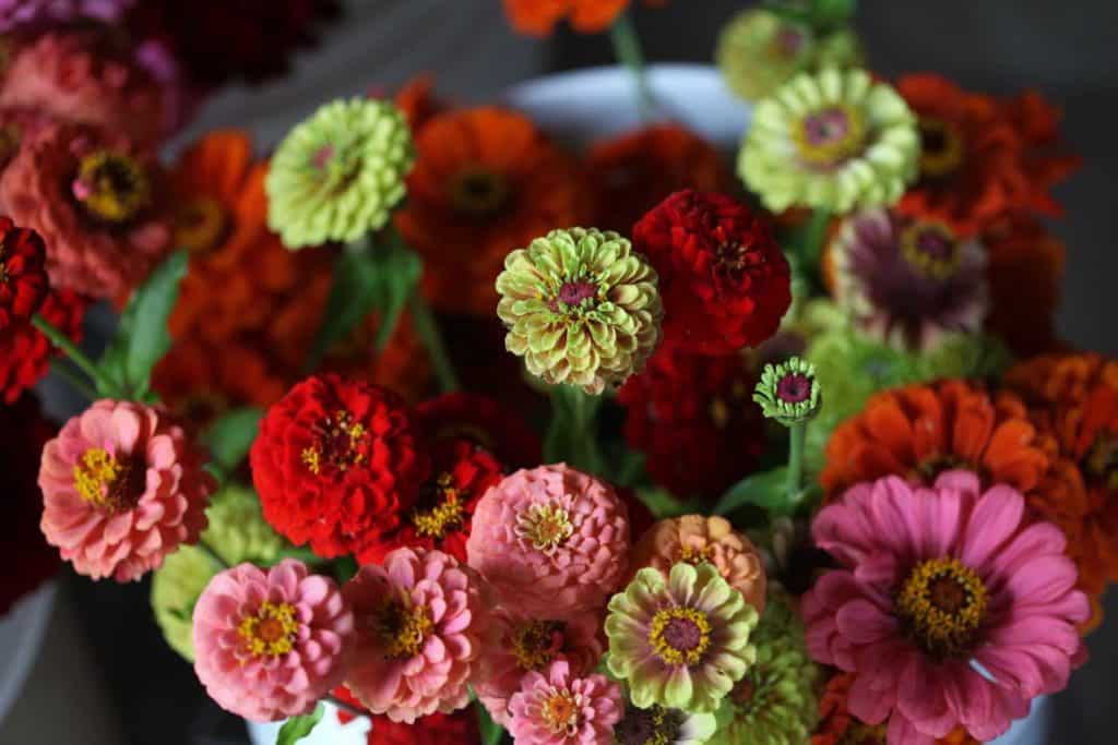 a bucket full of harvested zinnias