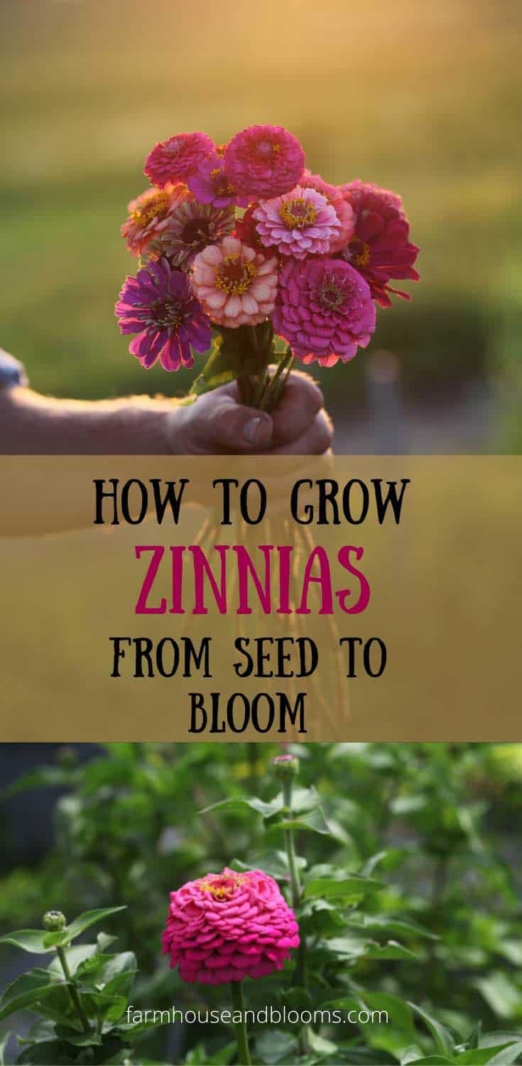 How To Grow Zinnias From Seed To Bloom - Farmhouse & Blooms