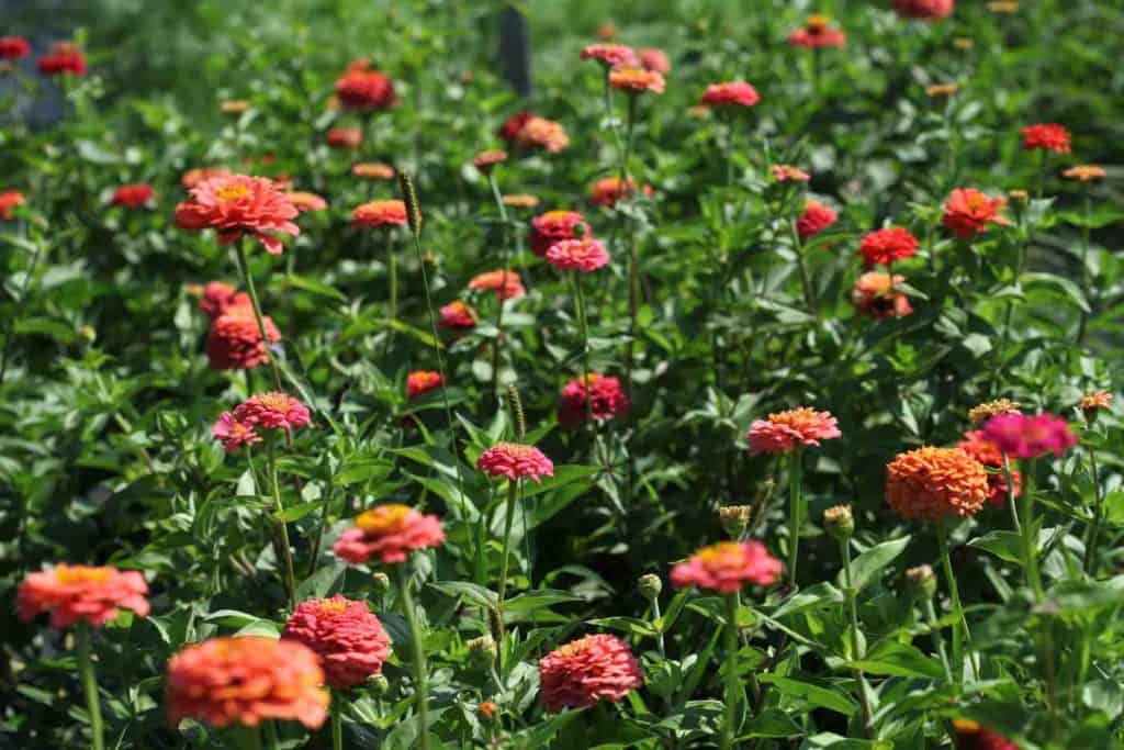 orange zinnia plants growing in the garden