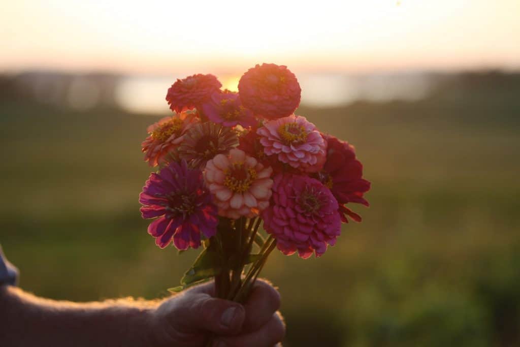 a hand holding a bouquet of pink and orange zinnia flowers against a sunset and landscape, showing how to grow zinnias