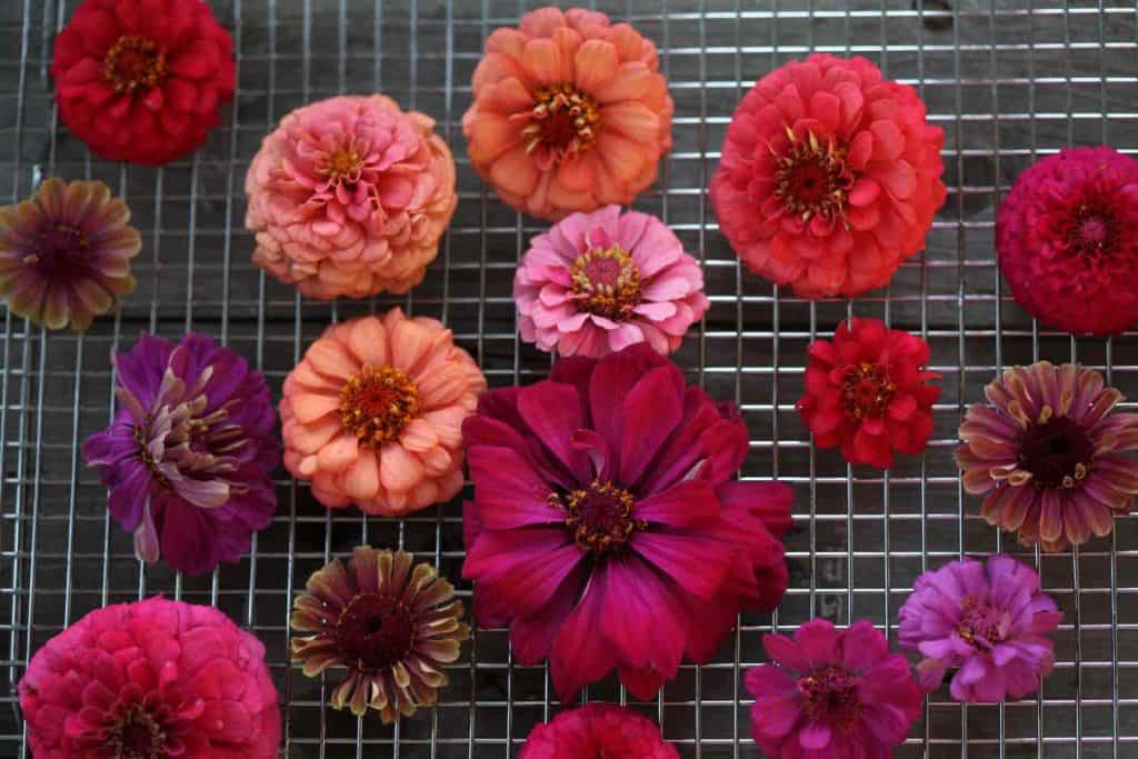 colourful zinnia blooms on a metal rack