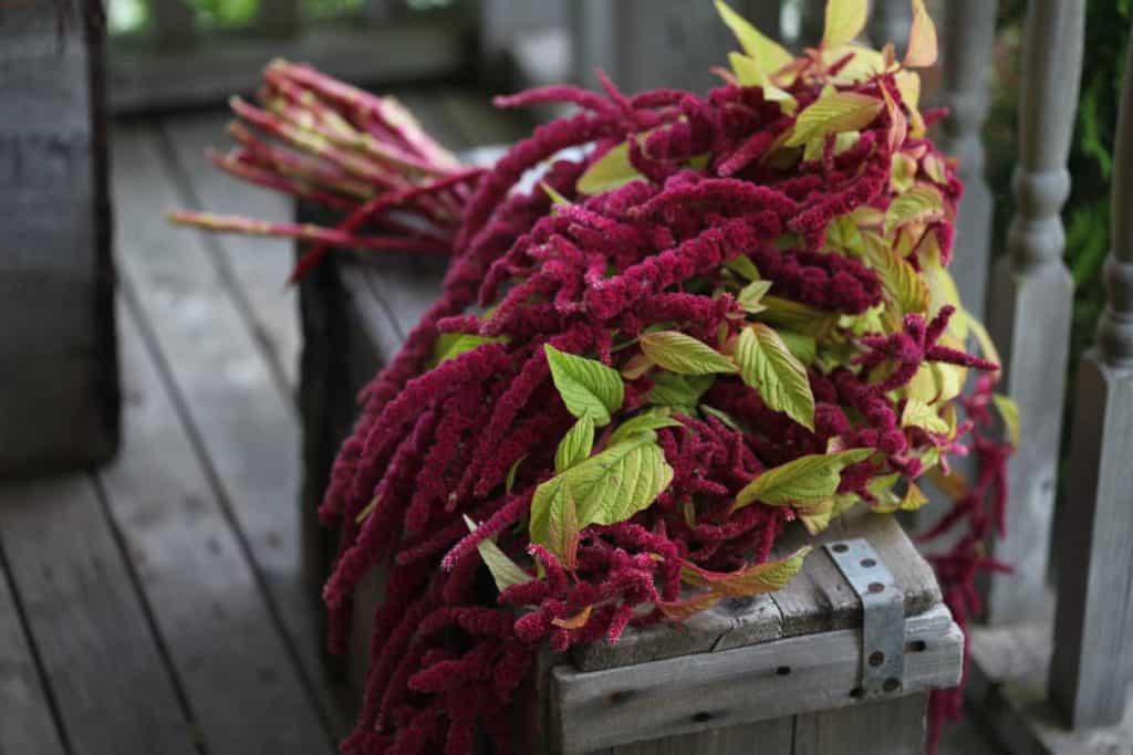 freshly harvested Amaranthus caudatus on a grey wooden crate