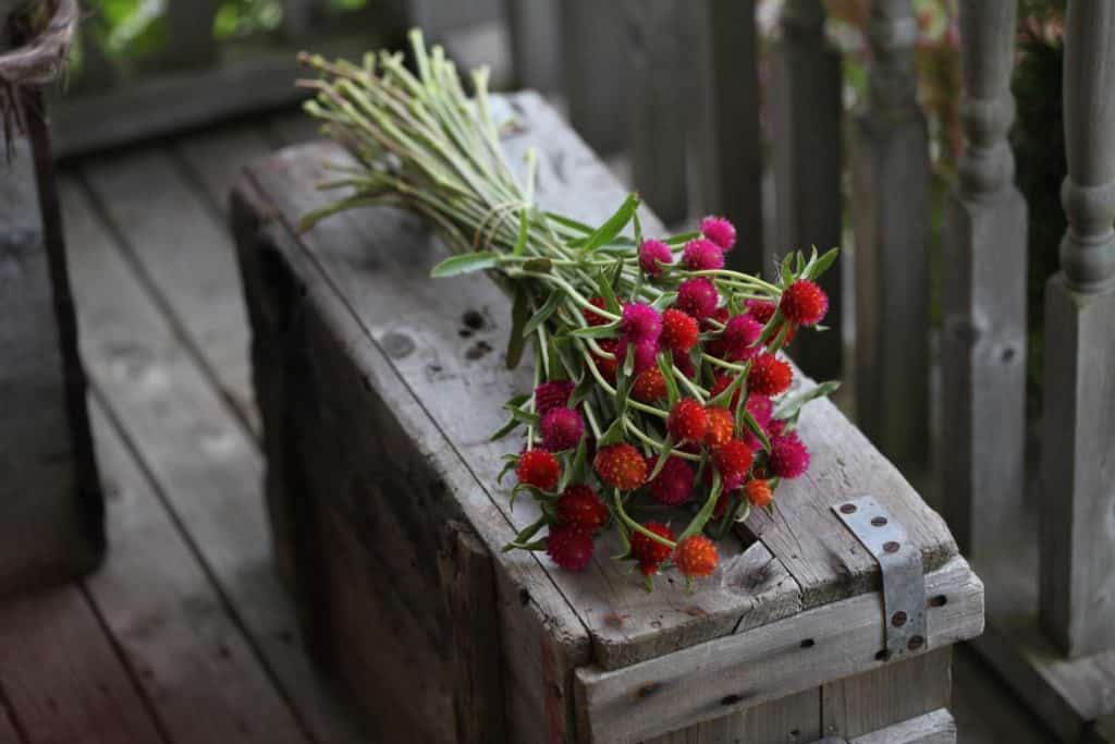 a bouquet of red, orange and pink globe amaranth on a grey wooden crate