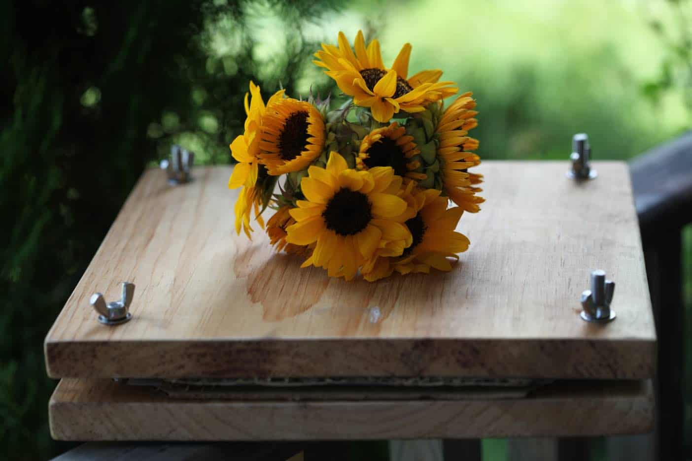 sunflowers on a wooden flower press