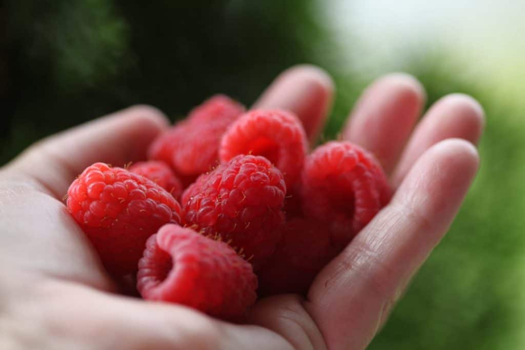a hand holding up fresh ripe raspberries against a blurred green background