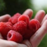 a hand holding raspberries