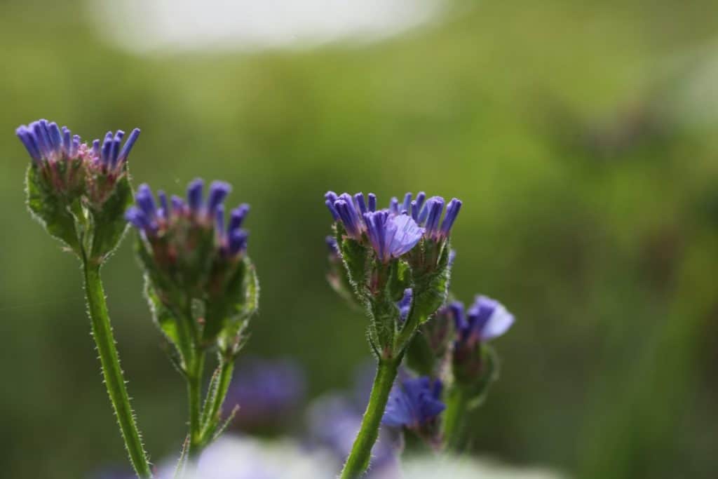 purple flowers against a green blurred background