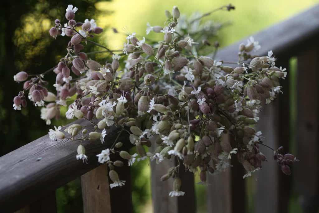 balloon like flowers with white petals on a grey wooden railing