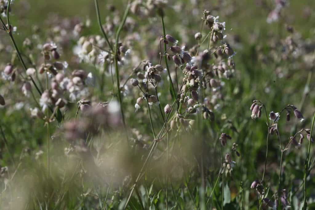 silene vulgaris growing in the garden