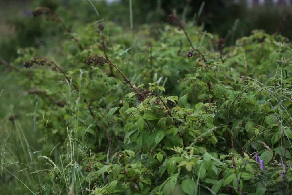 last year's dead tips on ever bearing raspberries