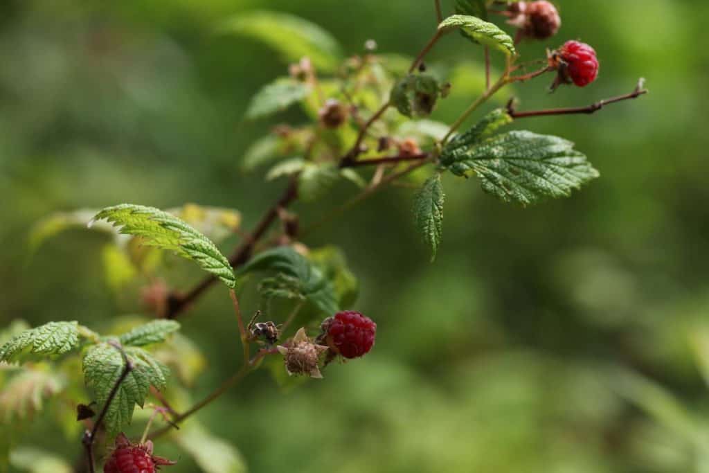 raspberries growing on a bush