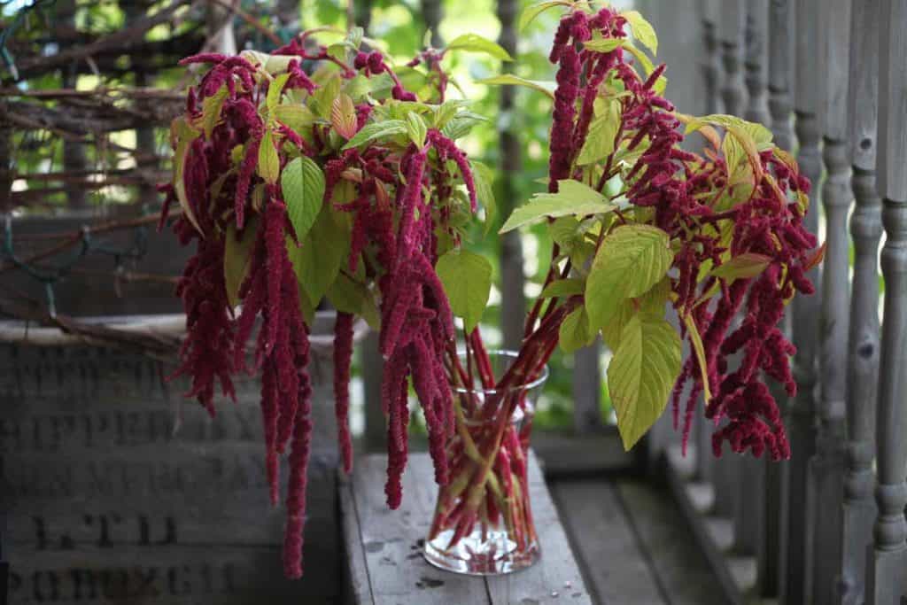 love lies bleeding in a glass vase on a grey wooden box
