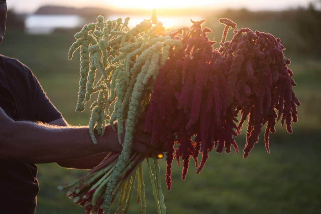 a hand holding up bouquets of different varieties and colours of love lies bleeding flowers in the field with the sunset in the background