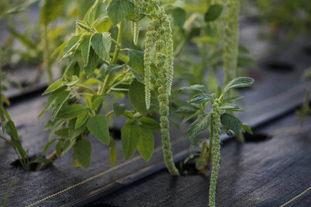 green coloured Love Lies Bleeding planted in black landscape fabric