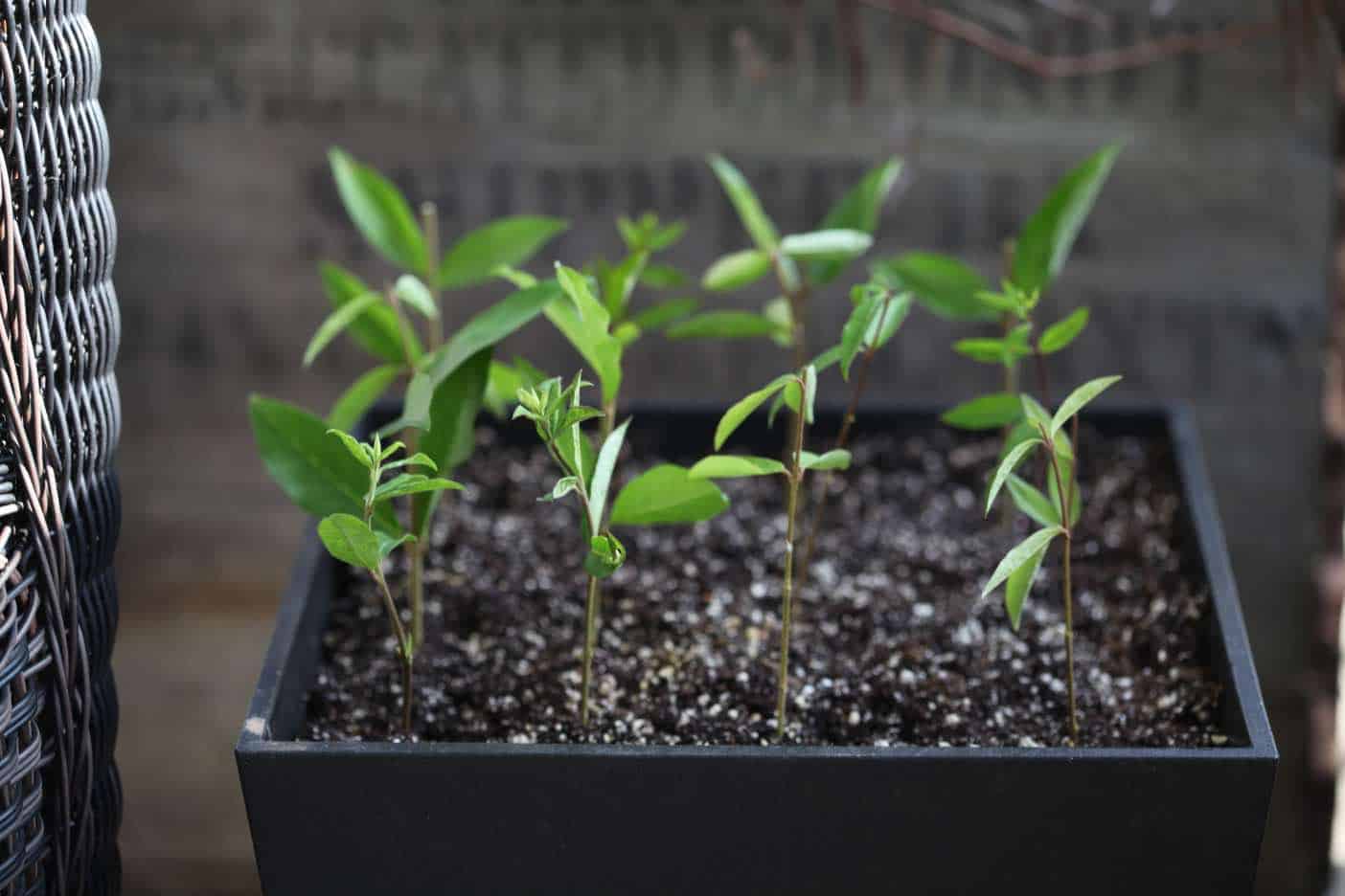 How To Grow A Privet Hedge From Cuttings Farmhouse & Blooms