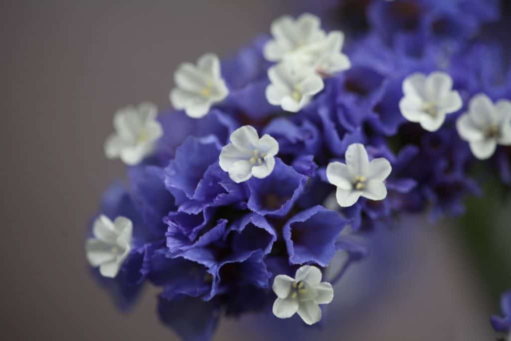 mature purple and white statice blooms